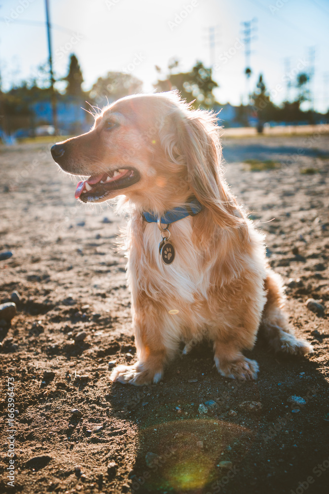 Dachshund cocker spaniel mix puppy at the park at sunset Photos | Adobe  Stock