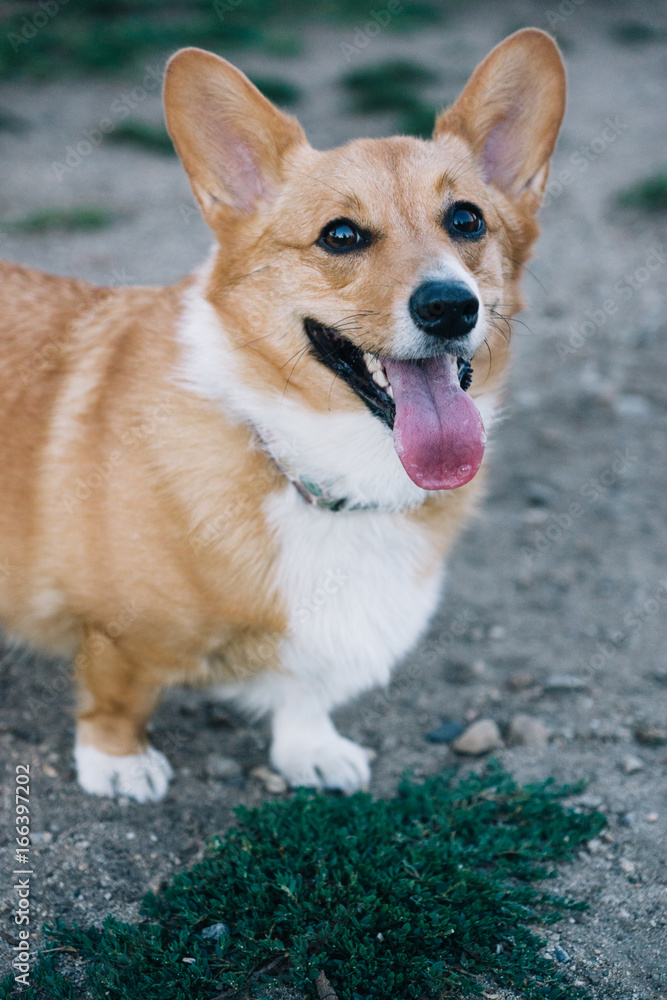 Cute corgi at the dog park