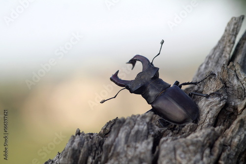 Stag Beetle rotten tree trunk photo