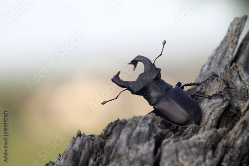 Stag Beetle rotten tree trunk