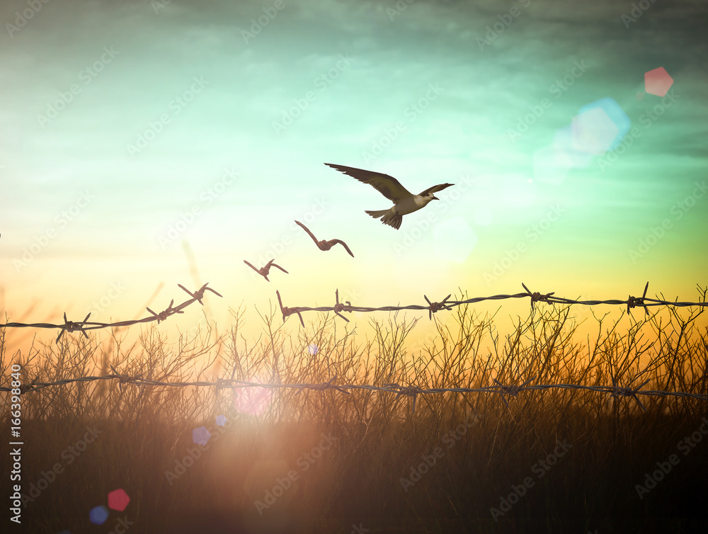 World environment day concept: Silhouette of bird flying and barbed wire at sunset background - obrazy, fototapety, plakaty 