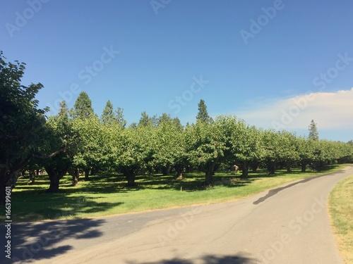 Cherry tree orchard and paved road