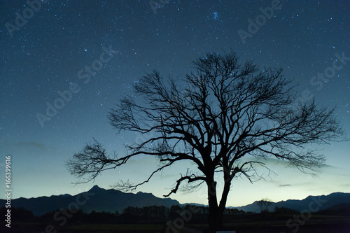 Nobeyama Highland · Flowing stars and Yamanashi tree. 野辺山高原・星空と山梨の木