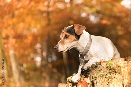 Dog lies in autumn on a tree trunk - jack russell terrier 10 years old