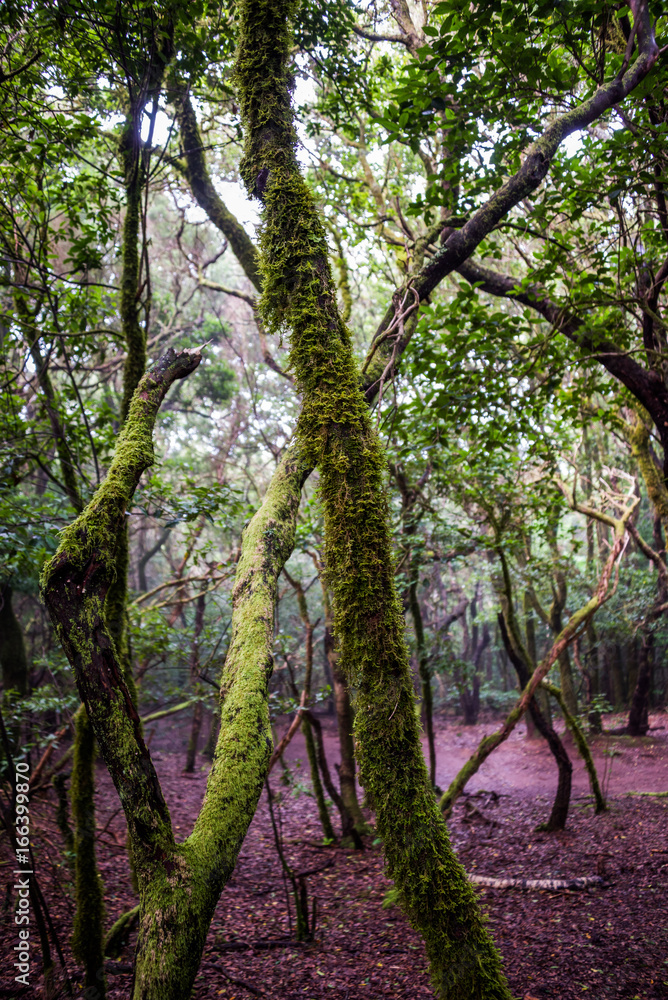 Anaga north forest in Tenerife island, Canary islands, Spain.

