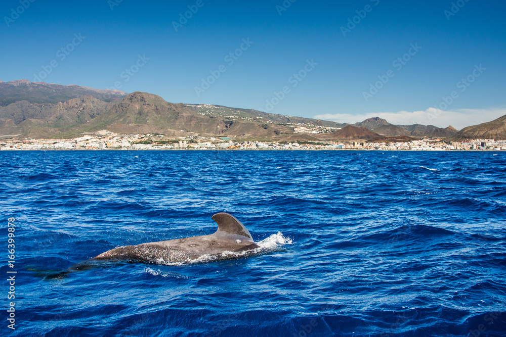 Fototapeta premium Pilot whale, Globicephala melas, Teneryfa, Wyspy Kanaryjskie, Hiszpania.