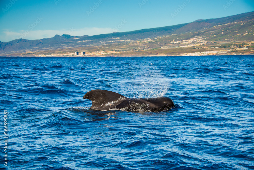 Naklejka premium Pilot whale, Globicephala melas, Teneryfa, Wyspy Kanaryjskie, Hiszpania.