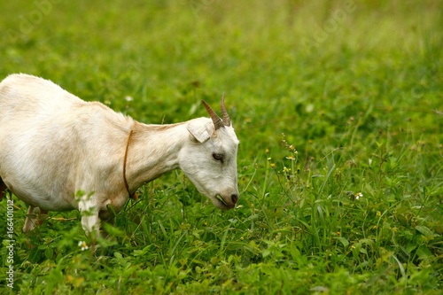 Goat eating grass in a field