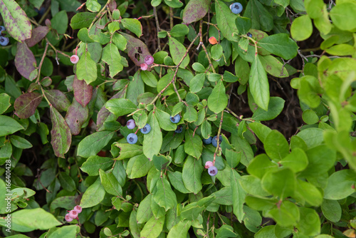 Wild blueberry at the Mohonk Preserve