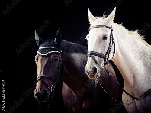 Horses On Black Background