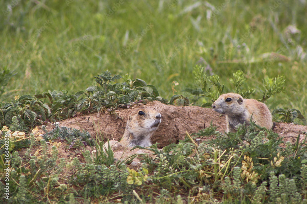 PrairieDogs PrairieDogs