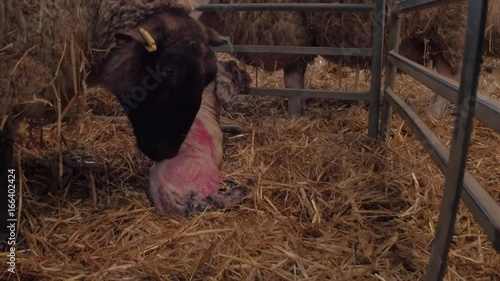 Sheep ewe licks her lamb after giving birth in barn