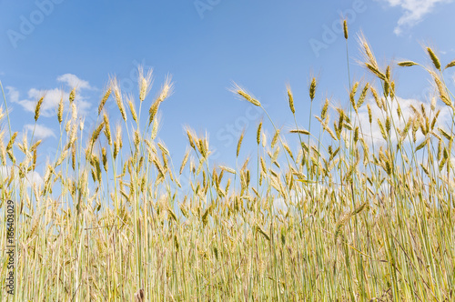 The rye crop on the field on the background of blue sky