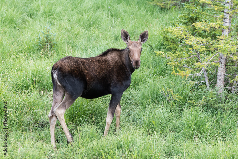Shiras Moose of The Colorado Rocky Mountains Shiras Moose of The Colorado Rocky Mountains