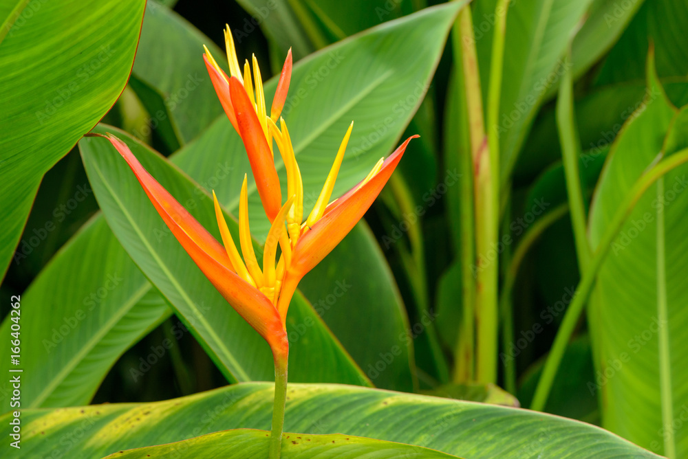 Stockfoto Close up detail of a the flowers of a false bird of