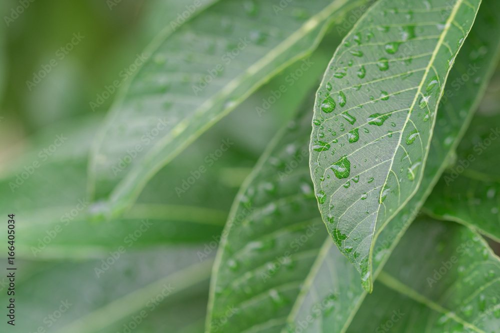 Water drop and green leaf texture background Water drop and green leaf texture background