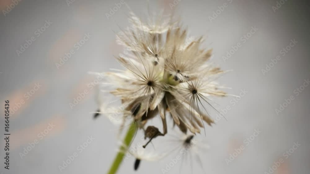 Plants And Wildflowers
