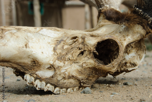 Animal Skull in New Mexico