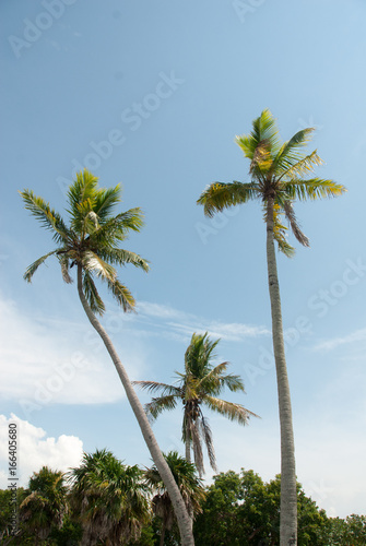 Palm Trees Against Blue Sky