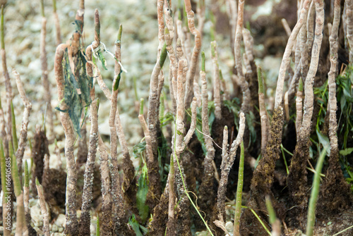 Shoots Emerging from Ocean