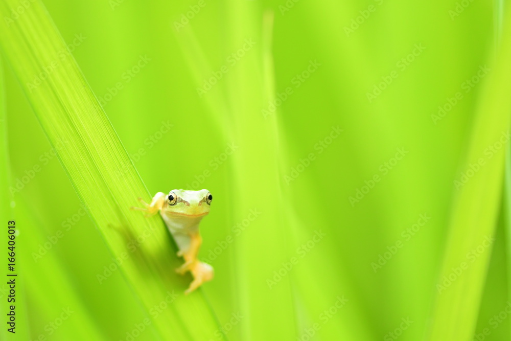 Obraz premium 草にとまるアマガエル、緑色ボケ背景