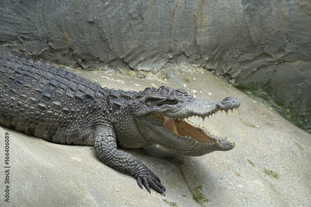 Image of a Crocodile opened mouth and eyes Resting In A Crocodiles Farm Image of a Crocodile opened mouth and eyes Resting In A Crocodiles Farm