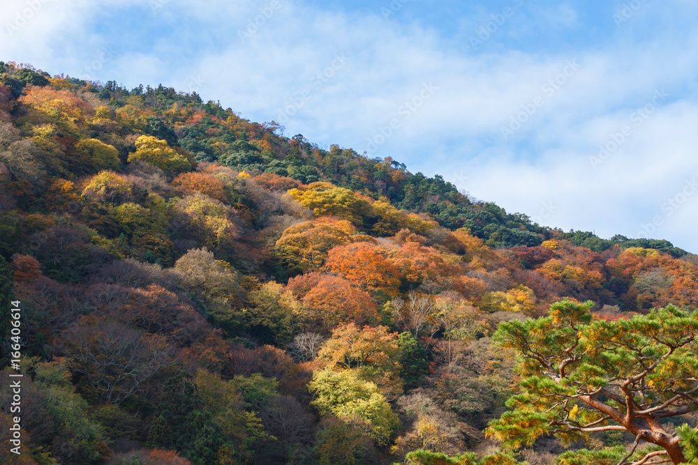 Mountain with the colourful forest background during late autumn season, Arashiyama Japan. Mountain with the colourful forest background during late autumn season, Arashiyama Japan.