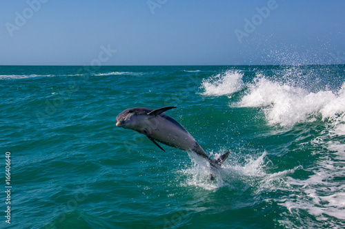 Jumping Dolphin 3