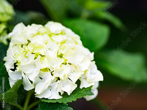 close up Cream white Hydrangea Paniculata Limelight flowers © Siam