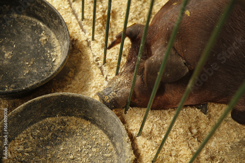 Pig at the county fair 