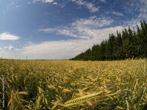 Wheat field and countryside scenery  august  2017. Wheat is a grass widely cultivated for its seed  a cereal grain which is a worldwide staple food.