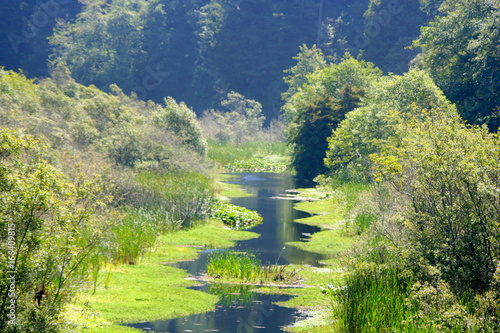 River with moss overgrowth