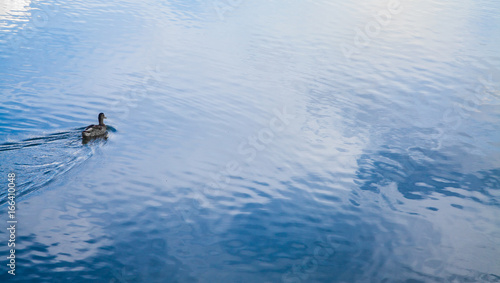 Schwimmende Ente © blende11.photo