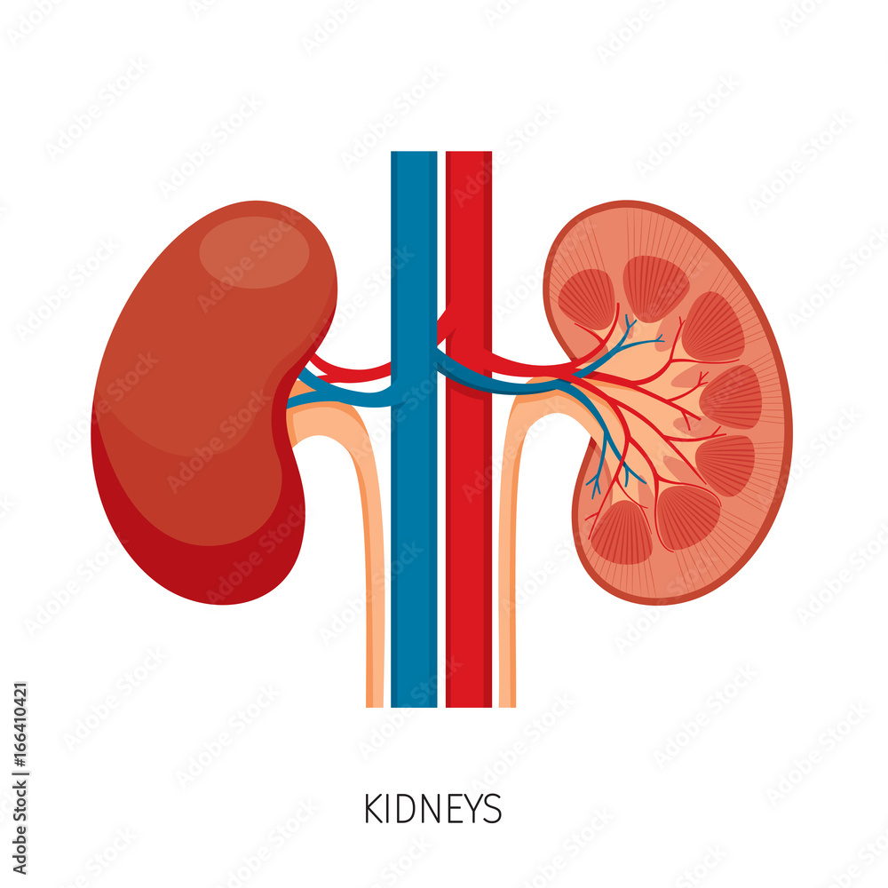 Cross Section Of Kidneys, Human Internal Organ Diagram, Physiology ...