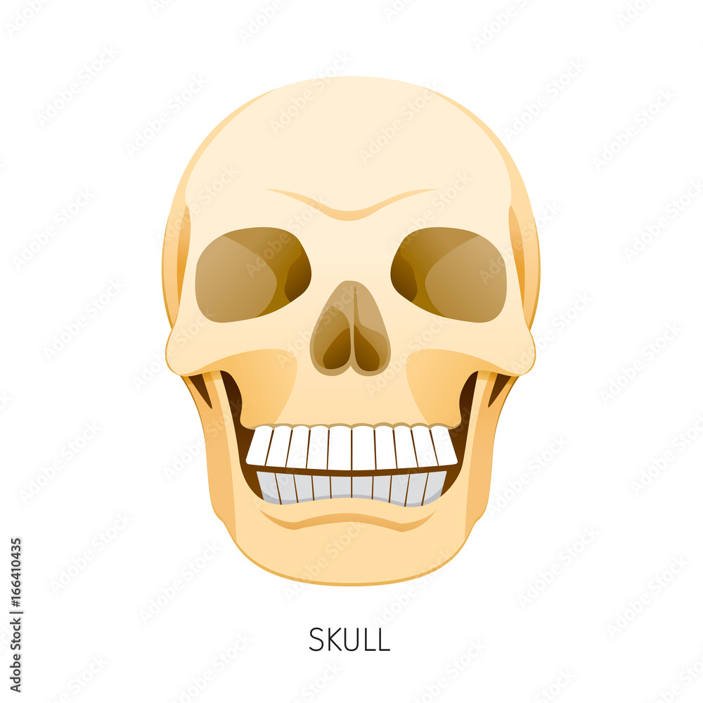 Skull, Human Internal Organs Organ Diagram, Physiology, Structure, Medical Profession, Morphology, Healthy