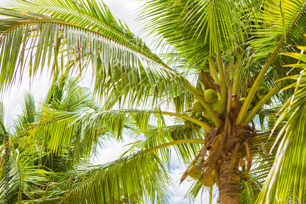 Obraz premium coconut tree
