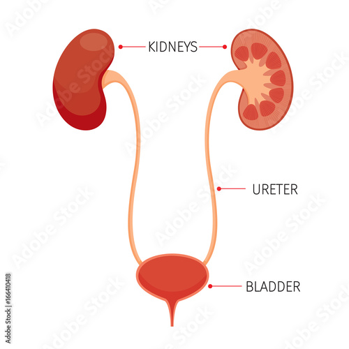 Kidneys And Bladder, Human Internal Organ Diagram, Physiology, Structure, Medical Profession, Morphology, Healthy