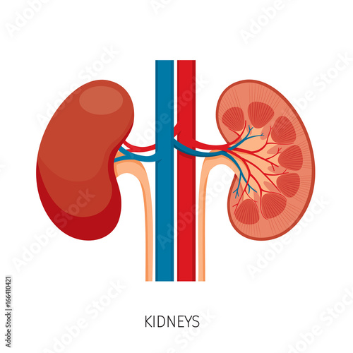 Cross Section Of Kidneys, Human Internal Organ Diagram, Physiology, Structure, Medical Profession, Morphology, Healthy