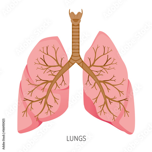 Lungs, Human Internal Organ Diagram, Physiology, Structure, Medical Profession, Morphology, Healthy