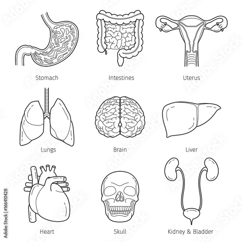 Human Internal Organs Outline Objects Icons Set, Physiology, Structure, Medical Profession, Morphology, Healthy