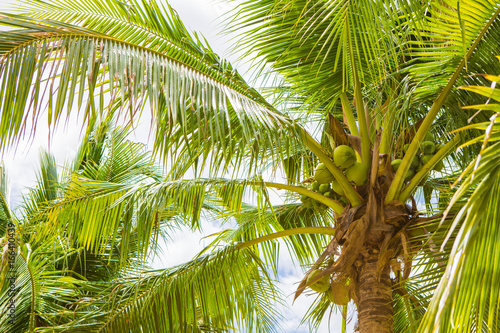 coconut tree