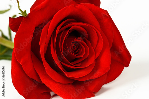 Red rose isolated on a white background close-up.