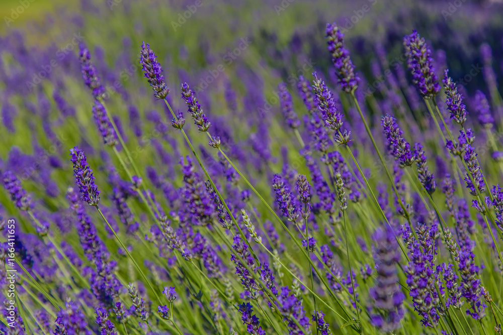 Obraz premium lavander