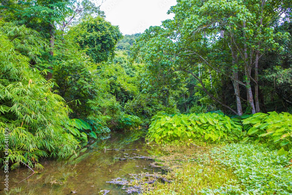 Obraz premium aquatic plant