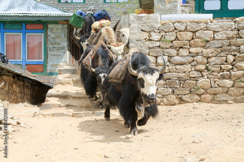 Yak carrying supplies up everest basecamp trail photo