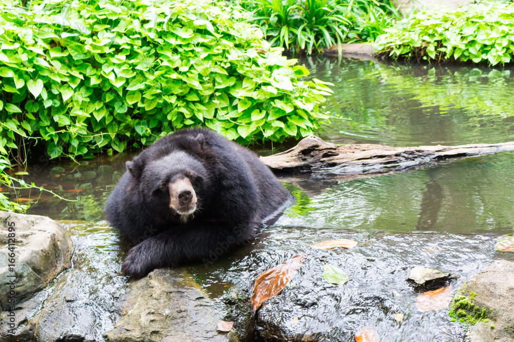 Sun Bear : 動物・マレーグマ Sun Bear : 動物・マレーグマ
