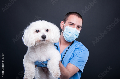 Selective focus of veterinary posing with white dog photo