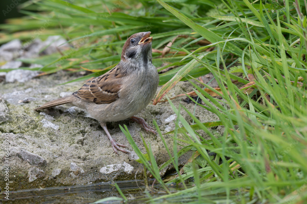 Obraz premium A juvenile tree sparrow perched on a rock by a pool drinking with its beak pointing up in the air