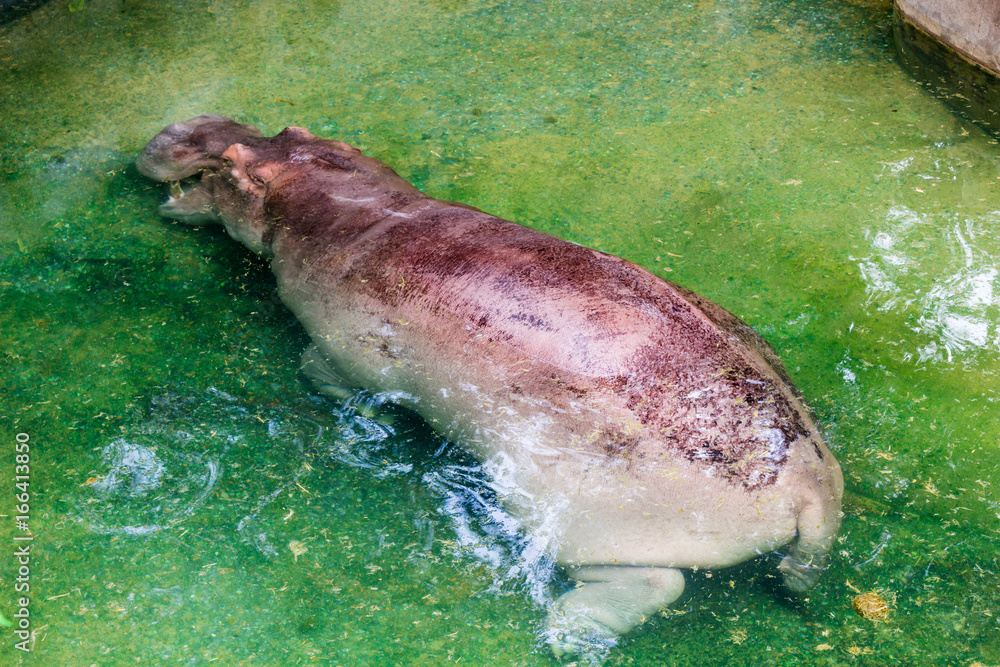 Fototapeta premium Hippopotamus : カバ・かば・ヒポ