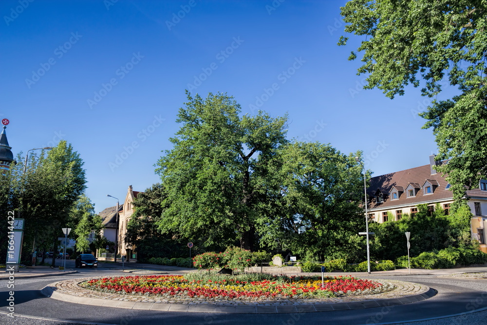 Wittenberg, Luthereiche